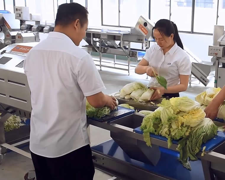 預(yù)制菜清洗線人工分揀